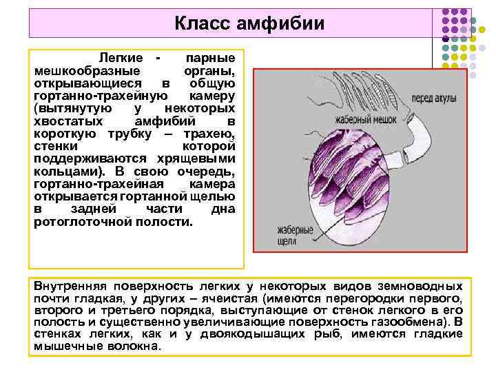 Класс амфибии Легкие - парные мешкообразные органы, открывающиеся в общую гортанно-трахейную камеру (вытянутую у