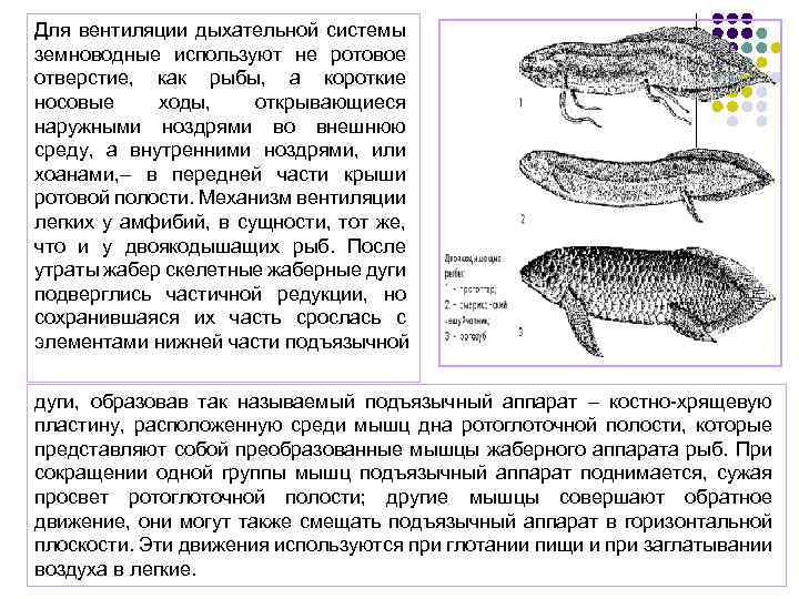 Для вентиляции дыхательной системы земноводные используют не ротовое отверстие, как рыбы, а короткие носовые