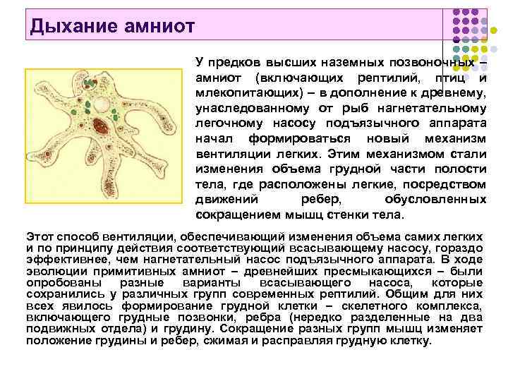 Дыхание амниот У предков высших наземных позвоночных – амниот (включающих рептилий, птиц и млекопитающих)