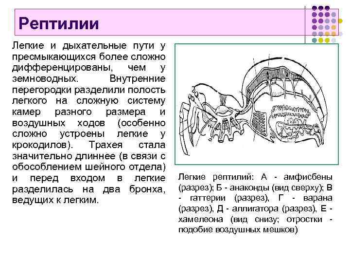 Эволюция дыхательной системы презентация 7 класс