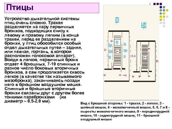 Птицы Устройство дыхательной системы птиц очень сложно. Трахея разделяется на пару первичных бронхов, подходящих