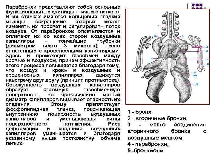 Парабронхи представляют собой основные функциональные единицы птичьего легкого. В их стенках имеются кольцевые гладкие