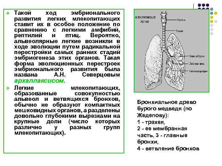 v Такой ход эмбрионального развития легких млекопитающих ставит их в особое положение по сравнению