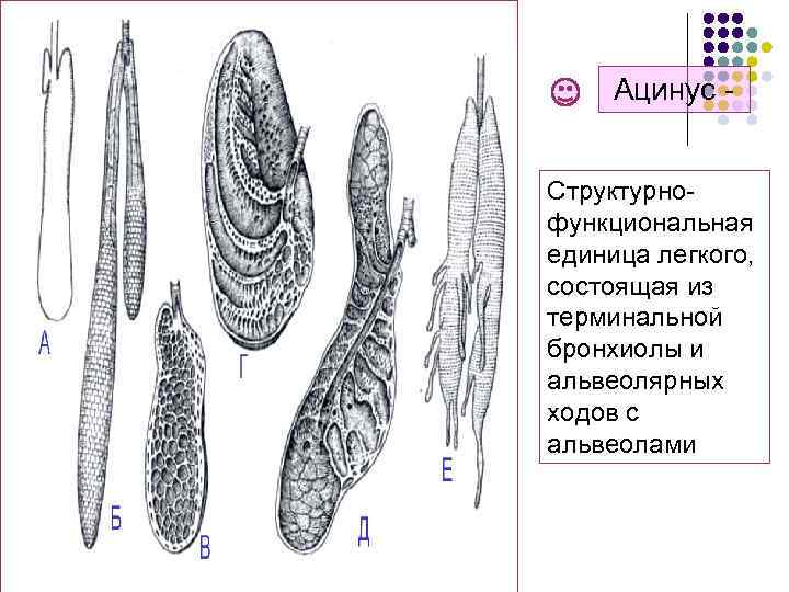 Ацинус легкого рисунок