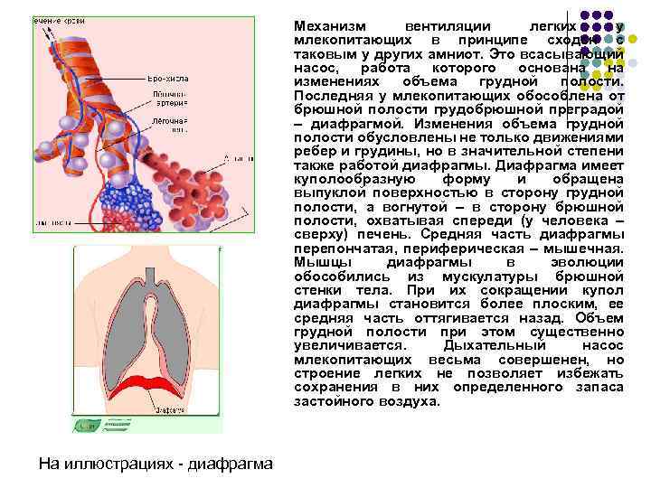 Легочная вентиляция составляет