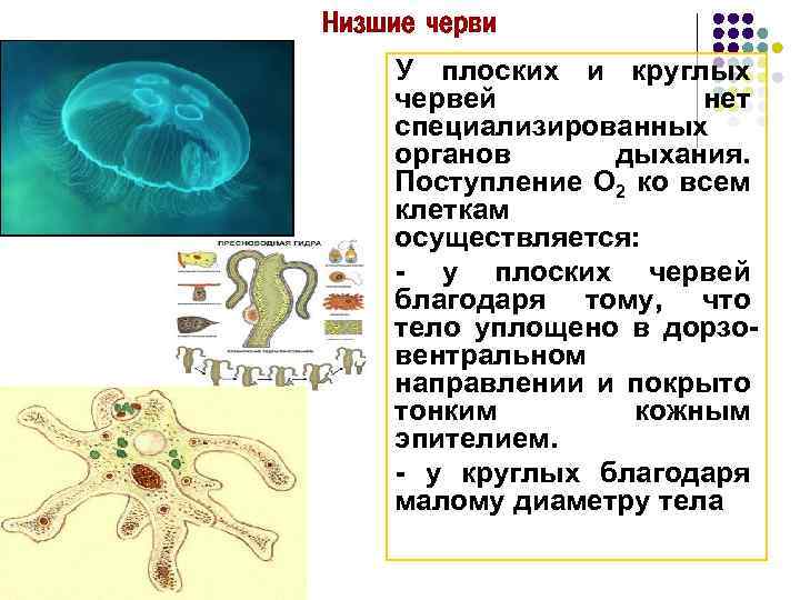 Низшие черви У плоских и круглых червей нет специализированных органов дыхания. Поступление О 2