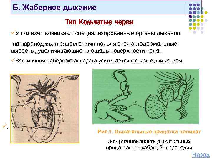 Эволюция дыхательной системы у животных таблица