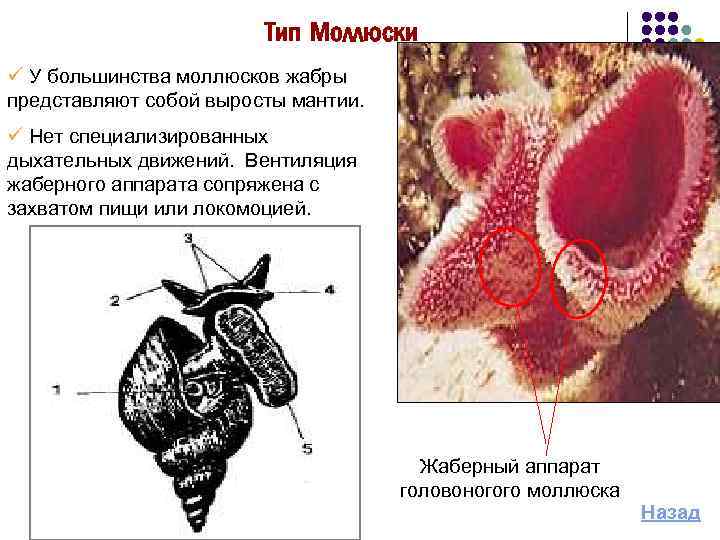 Тип Моллюски ü У большинства моллюсков жабры представляют собой выросты мантии. ü Нет специализированных