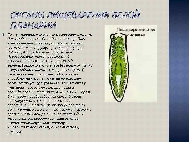 Системы органов белой планарии таблица