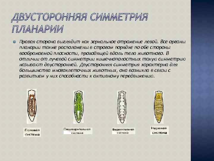 Установите соответствие белая планария. Белая планария двусторонняя симметрия. Симметрия тела белой планарии. Планария строение. Органы зрения планарии.