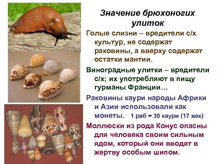 Значение брюхоногих улиток Голые слизни – вредители с/х культур, не содержат раковины, а вверху
