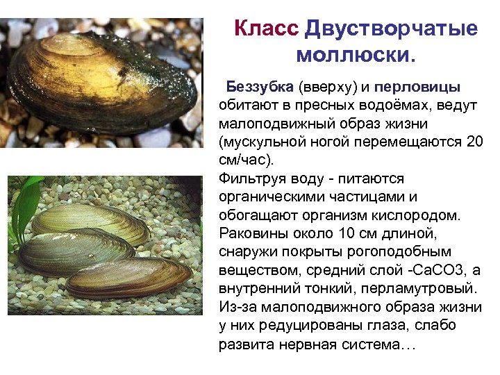 Класс Двустворчатые моллюски. Беззубка (вверху) и перловицы обитают в пресных водоёмах, ведут малоподвижный образ