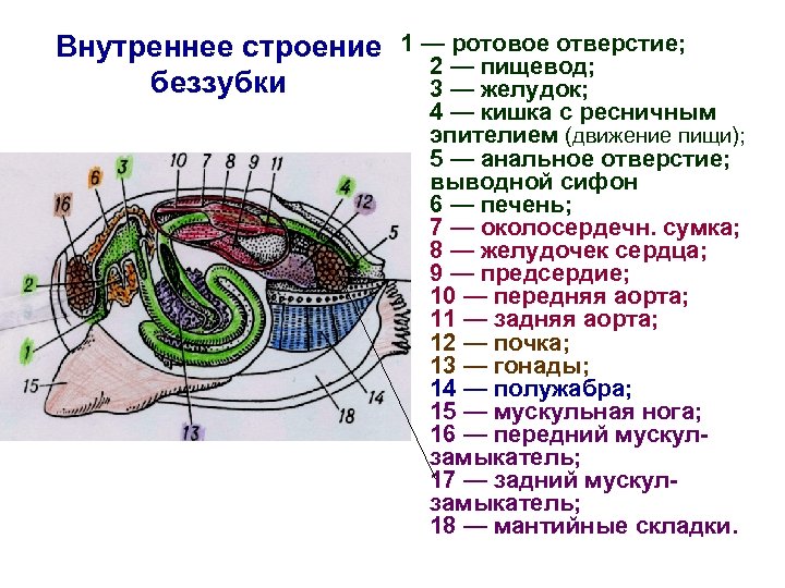 Внутреннее строение беззубки 1 — ротовое отверстие; 2 — пищевод; 3 — желудок; 4