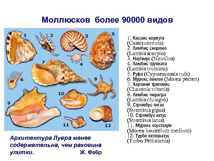 Моллюсков более 90000 видов Архитектура Лувра менее содержательна, чем раковина улитки. Ж. Фабр 1.