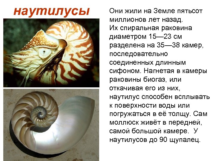 наутилусы Они жили на Земле пятьсот миллионов лет назад. Их спиральная раковина диаметром 15—