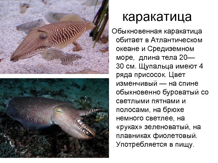 каракатица Обыкновенная каракатица обитает в Атлантическом океане и Средиземном море, длина тела 20— 30