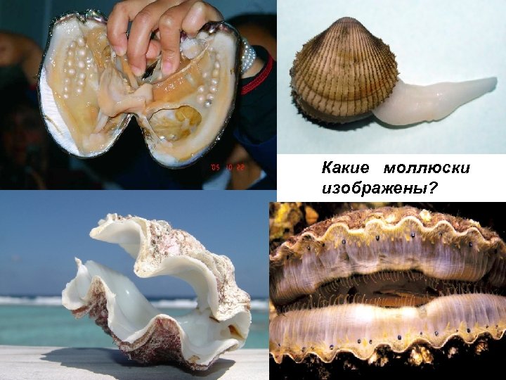 Какие моллюски изображены? 