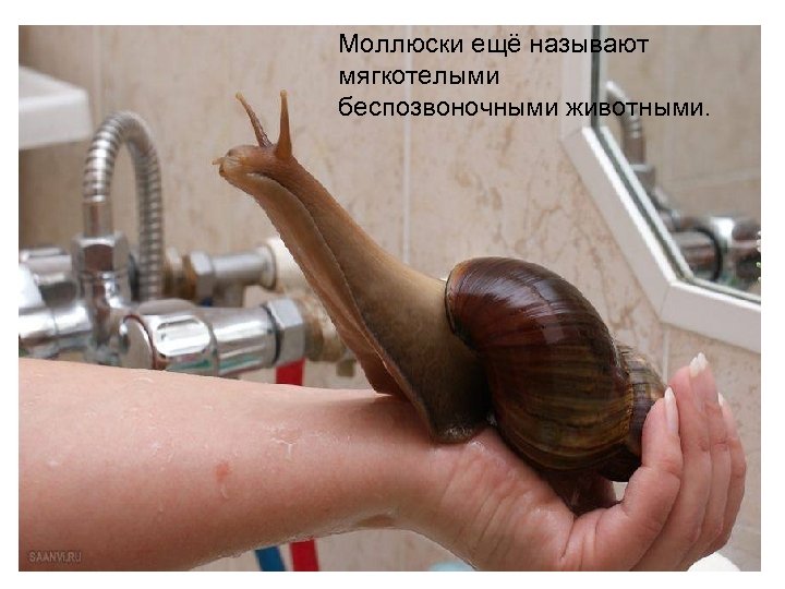 Моллюски ещё называют мягкотелыми беспозвоночными животными. 