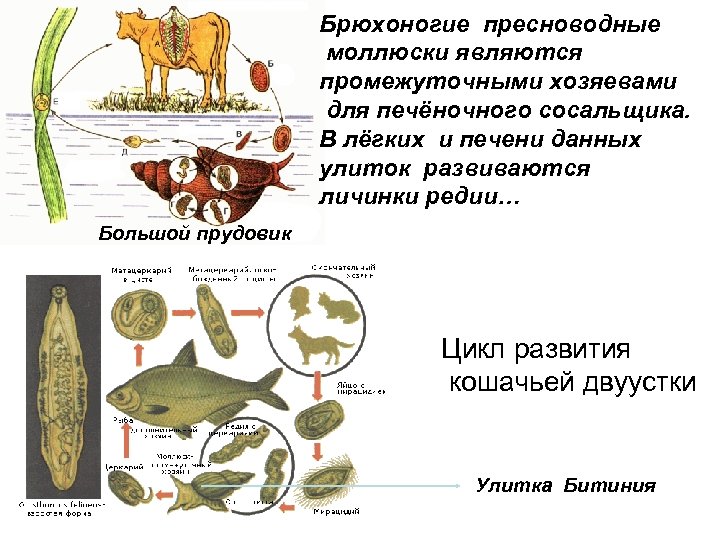 Размножение брюхоногих. Промежуточный хозяин печеночного сосальщика. Сосальщика прудовик промежуточный хозяин печеночного. Малый прудовик промежуточный хозяин. Тип моллюски цикл развития.