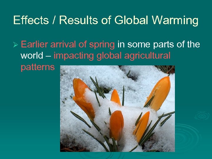 Effects / Results of Global Warming Ø Earlier arrival of spring in some parts