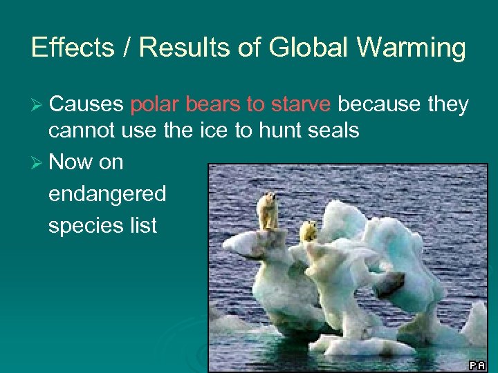 Effects / Results of Global Warming Ø Causes polar bears to starve because they