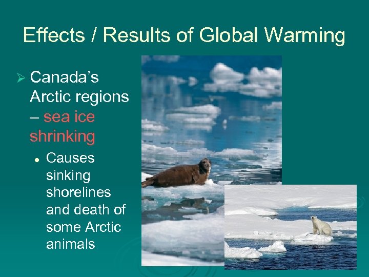 Effects / Results of Global Warming Ø Canada’s Arctic regions – sea ice shrinking