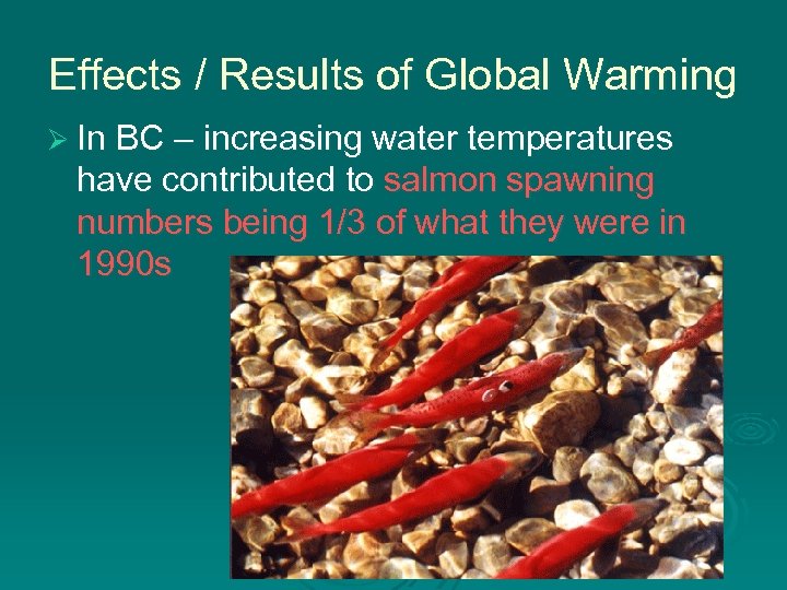 Effects / Results of Global Warming Ø In BC – increasing water temperatures have