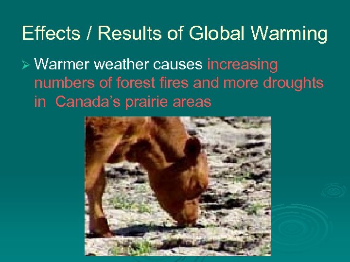 Effects / Results of Global Warming Ø Warmer weather causes increasing numbers of forest