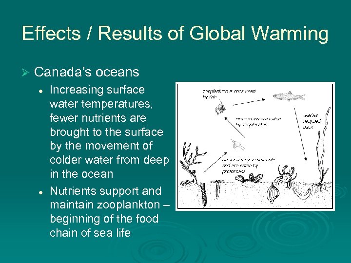 Effects / Results of Global Warming Ø Canada’s oceans l l Increasing surface water