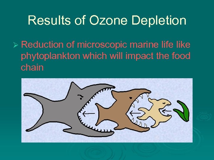 Results of Ozone Depletion Ø Reduction of microscopic marine life like phytoplankton which will