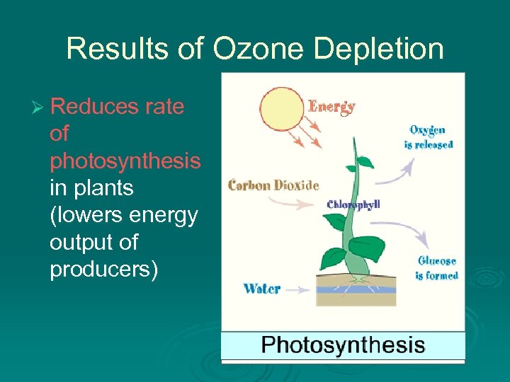 Results of Ozone Depletion Ø Reduces rate of photosynthesis in plants (lowers energy output