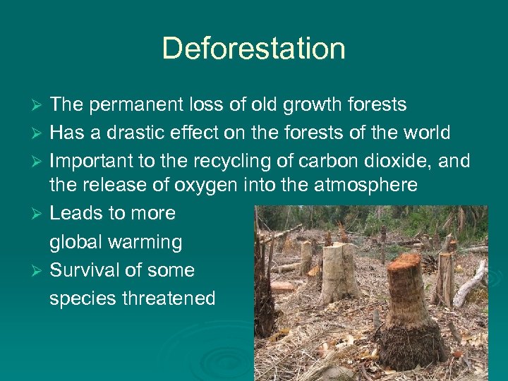 Deforestation The permanent loss of old growth forests Ø Has a drastic effect on