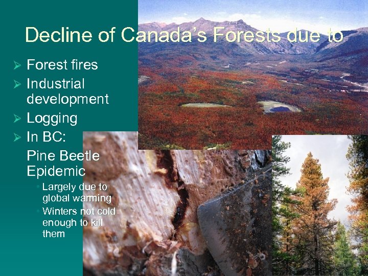 Decline of Canada’s Forests due to Forest fires Ø Industrial development Ø Logging Ø