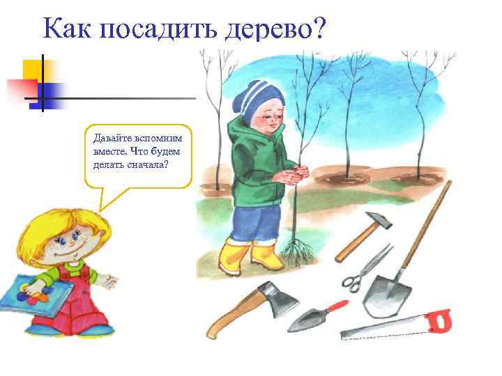 Как посадить дерево? Давайте вспомним вместе. Что будем делать сначала? 