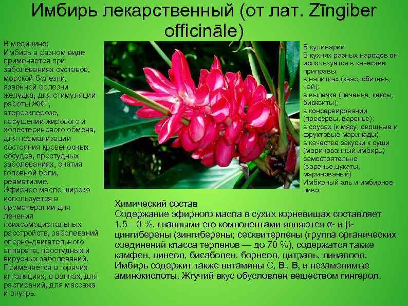 Имбирь лекарственный (от лат. Zīngiber officināle) В медицине: Имбирь в разном виде применяется при