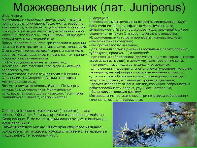 Можжевельник (лат. Juniperus) В кулинарии: В медицине: Можжевельник (в сухом и свежем виде) –