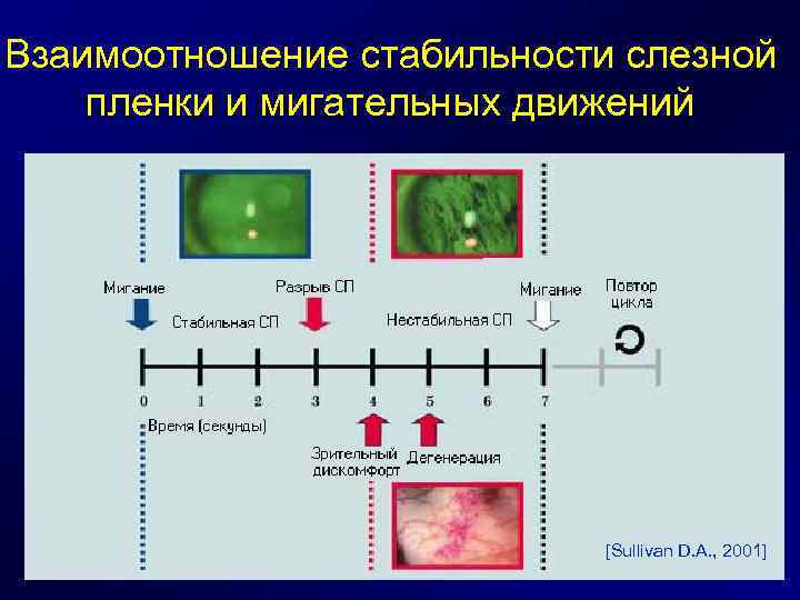 Взаимоотношение стабильности слезной пленки и мигательных движений [Sullivan D. A. , 2001] 