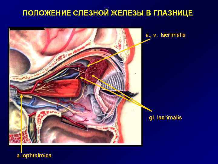 ПОЛОЖЕНИЕ СЛЕЗНОЙ ЖЕЛЕЗЫ В ГЛАЗНИЦЕ a. , v. lacrimalis gl. lacrimalis a. ophtalmica 