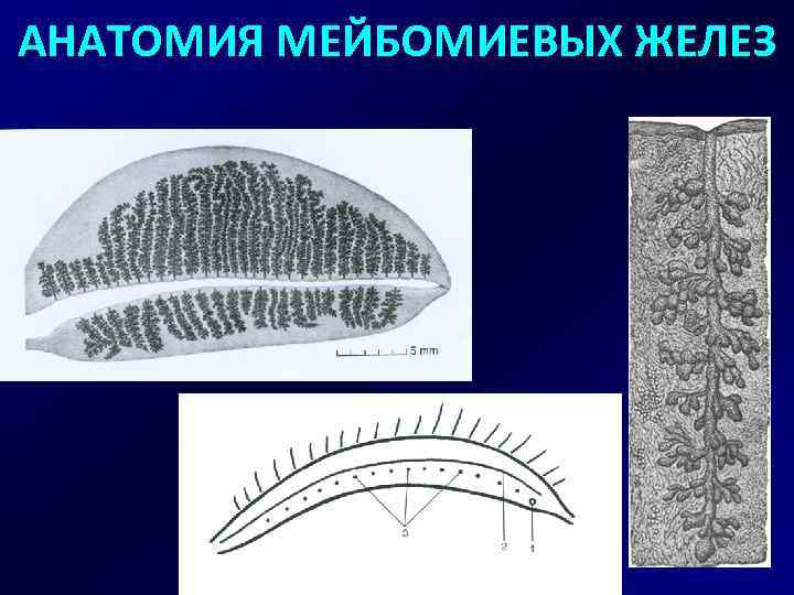 АНАТОМИЯ МЕЙБОМИЕВЫХ ЖЕЛЕЗ 