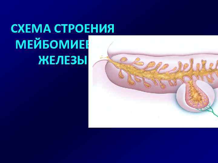 СХЕМА СТРОЕНИЯ МЕЙБОМИЕВОЙ ЖЕЛЕЗЫ 