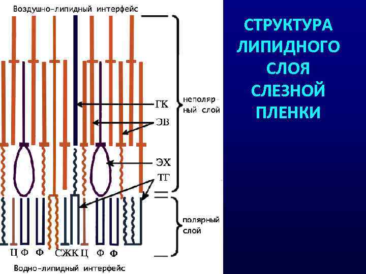 СТРУКТУРА ЛИПИДНОГО СЛОЯ СЛЕЗНОЙ ПЛЕНКИ 