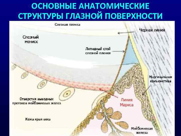 ОСНОВНЫЕ АНАТОМИЧЕСКИЕ СТРУКТУРЫ ГЛАЗНОЙ ПОВЕРХНОСТИ 