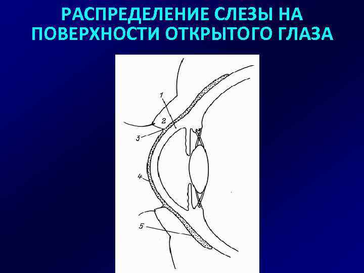 РАСПРЕДЕЛЕНИЕ СЛЕЗЫ НА ПОВЕРХНОСТИ ОТКРЫТОГО ГЛАЗА 