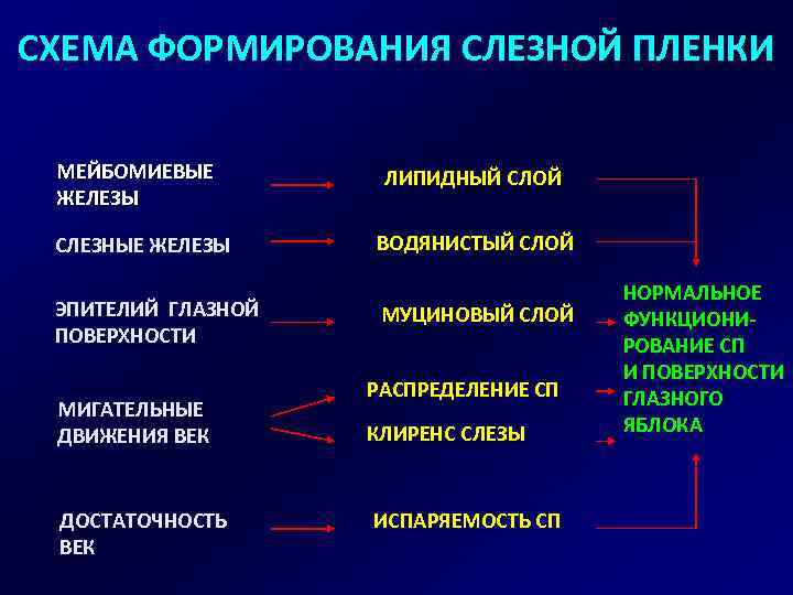 СХЕМА ФОРМИРОВАНИЯ СЛЕЗНОЙ ПЛЕНКИ МЕЙБОМИЕВЫЕ ЖЕЛЕЗЫ СЛЕЗНЫЕ ЖЕЛЕЗЫ ЭПИТЕЛИЙ ГЛАЗНОЙ ПОВЕРХНОСТИ МИГАТЕЛЬНЫЕ ДВИЖЕНИЯ ВЕК