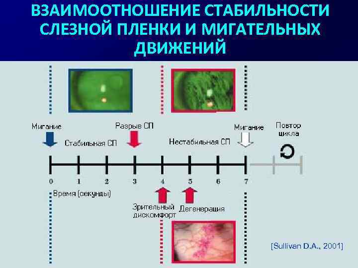 ВЗАИМООТНОШЕНИЕ СТАБИЛЬНОСТИ СЛЕЗНОЙ ПЛЕНКИ И МИГАТЕЛЬНЫХ ДВИЖЕНИЙ [Sullivan D. A. , 2001] 