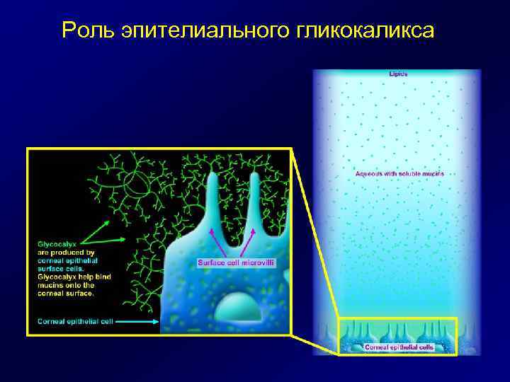Роль эпителиального гликокаликса 