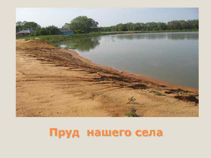 Пруд нашего села 