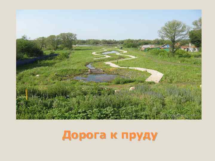 Дорога к пруду 