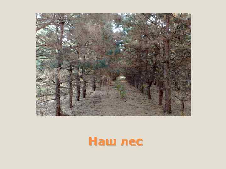 Наш лес 