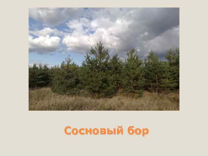 Сосновый бор 